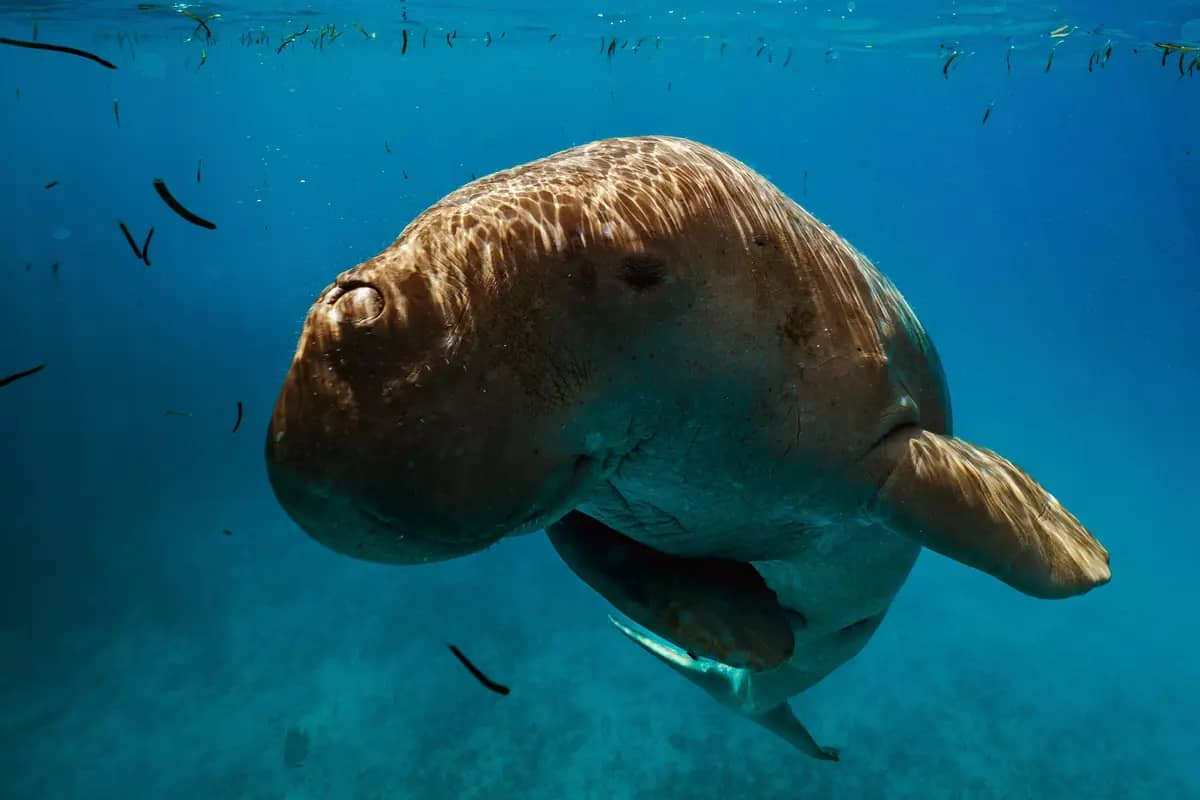 A dugong swimming in clear blue water, photographed in Indonesia