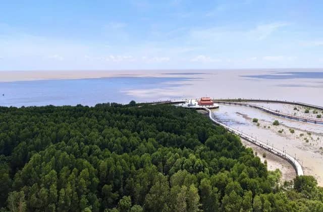 Mangrove forest meeting the sea at Ca Mau Cape, the southern tip of Vietnam