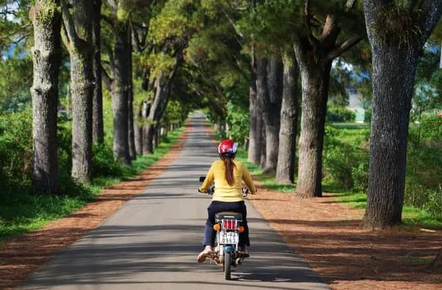 A woman in a yellow top rides a motorbike down a quiet road lined with tall pines in Pleiku