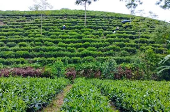 Two pickers, one under an umbrella, work the clipped rows of a tea hill in Vo Tranh, Thai Nguyen