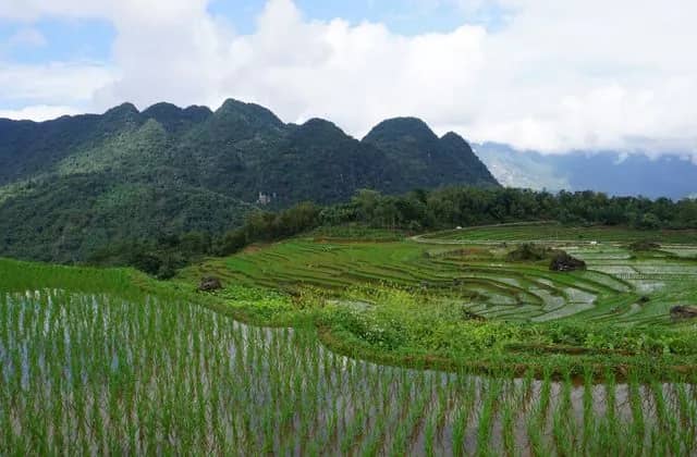 Flooded rice terraces with young seedlings curve below forested limestone peaks under heavy clouds in Pu Luong