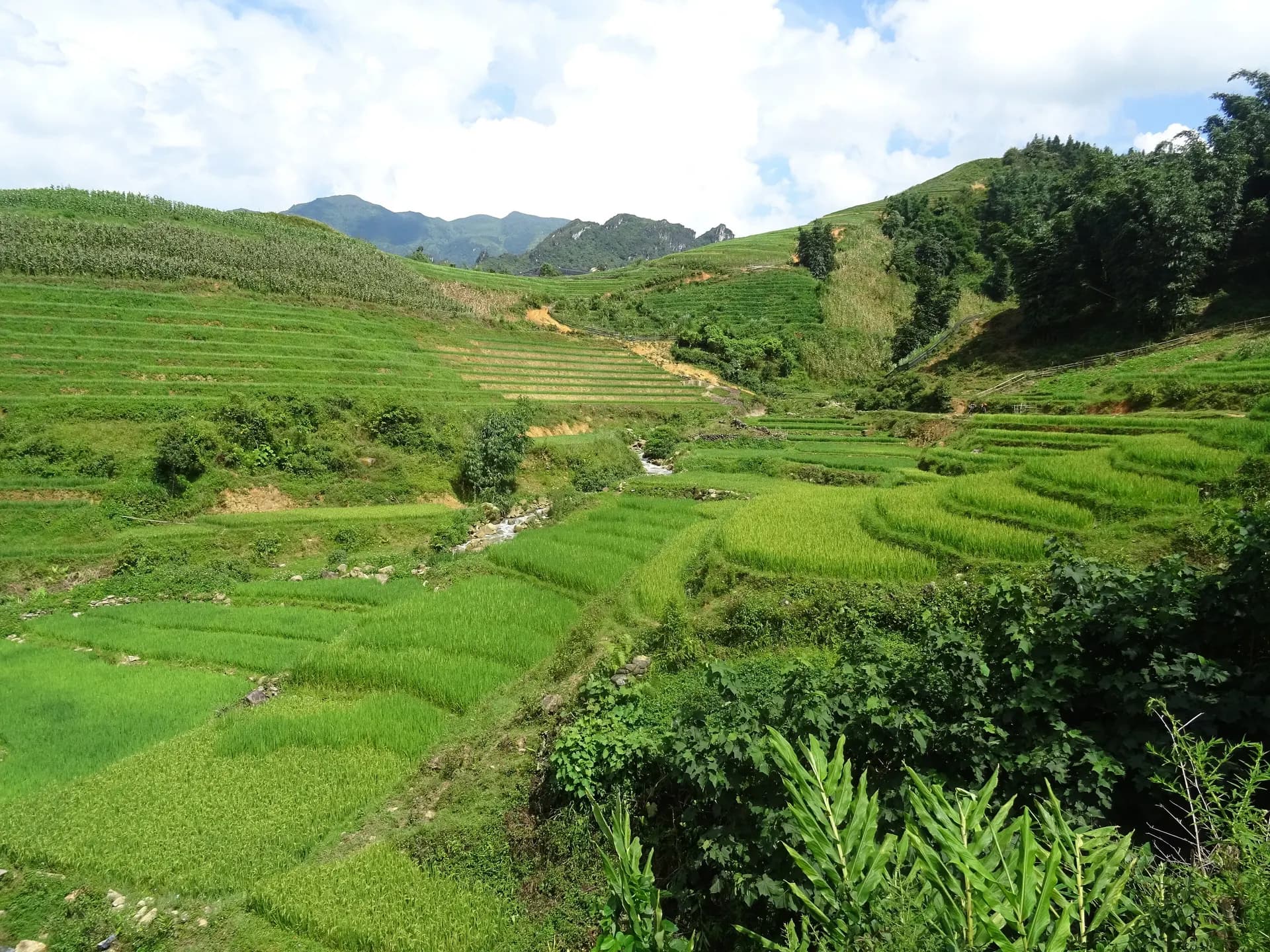 Green terraced rice fields folding into the hills near Sa Pa