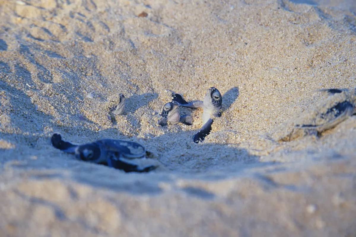 Green turtle hatchlings crawling out of their nest in the sand towards the sea, in the Glorieuses Islands