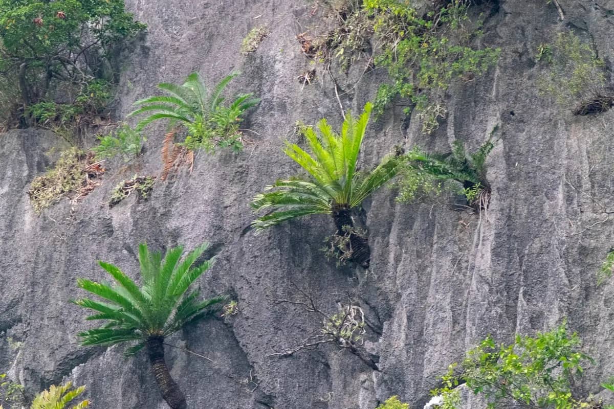 Cycas tropophylla, a cycad native to the limestone islands of Ha Long Bay, growing out of a sheer grey cliff
