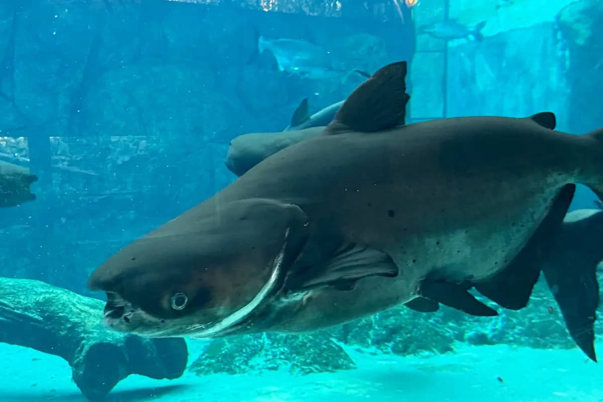 A Mekong giant catfish swimming in an aquarium tank