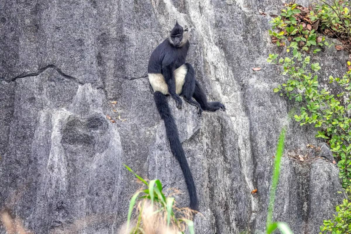 A Delacour's langur sitting on a limestone cliff in Van Long reserve, its black coat broken by the white fur on its rump and thighs