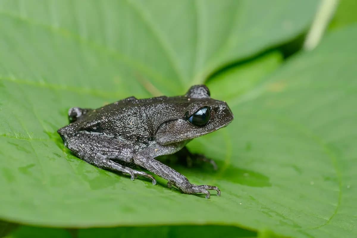 A white-eyed litter frog, a species named after Sa Pa and found in Hoang Lien National Park, here photographed on a leaf in Thailand