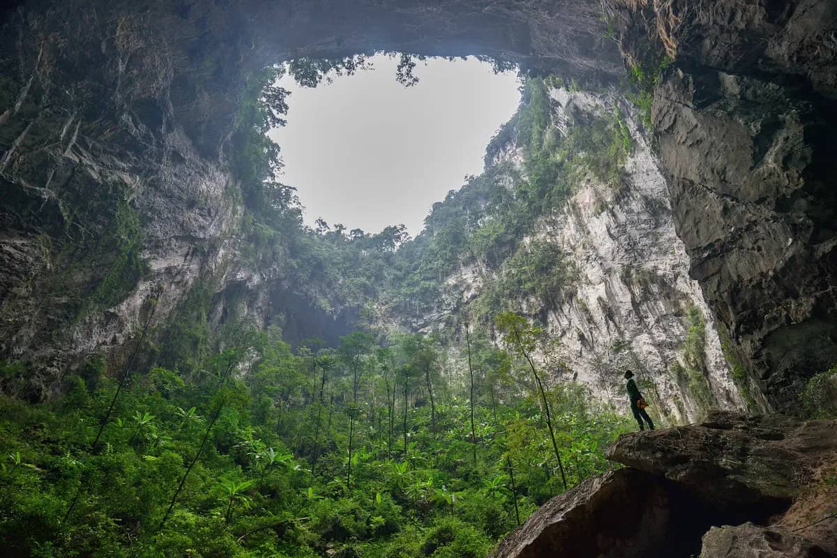 Tall trees growing on the floor of the second doline in Son Doong, under a collapsed roof open to the sky, a lone caver looking up