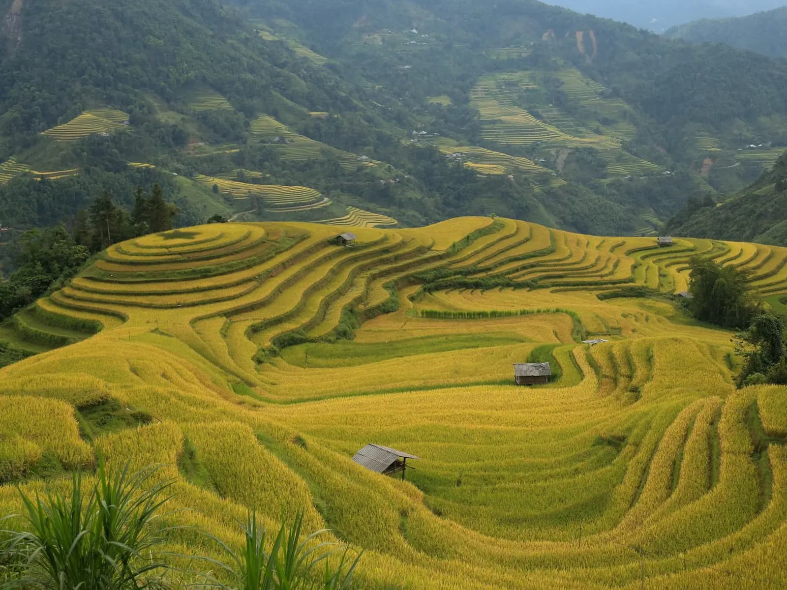 Golden rice terraces curving around a hillside with small field huts, green mountains behind, in Ha Giang