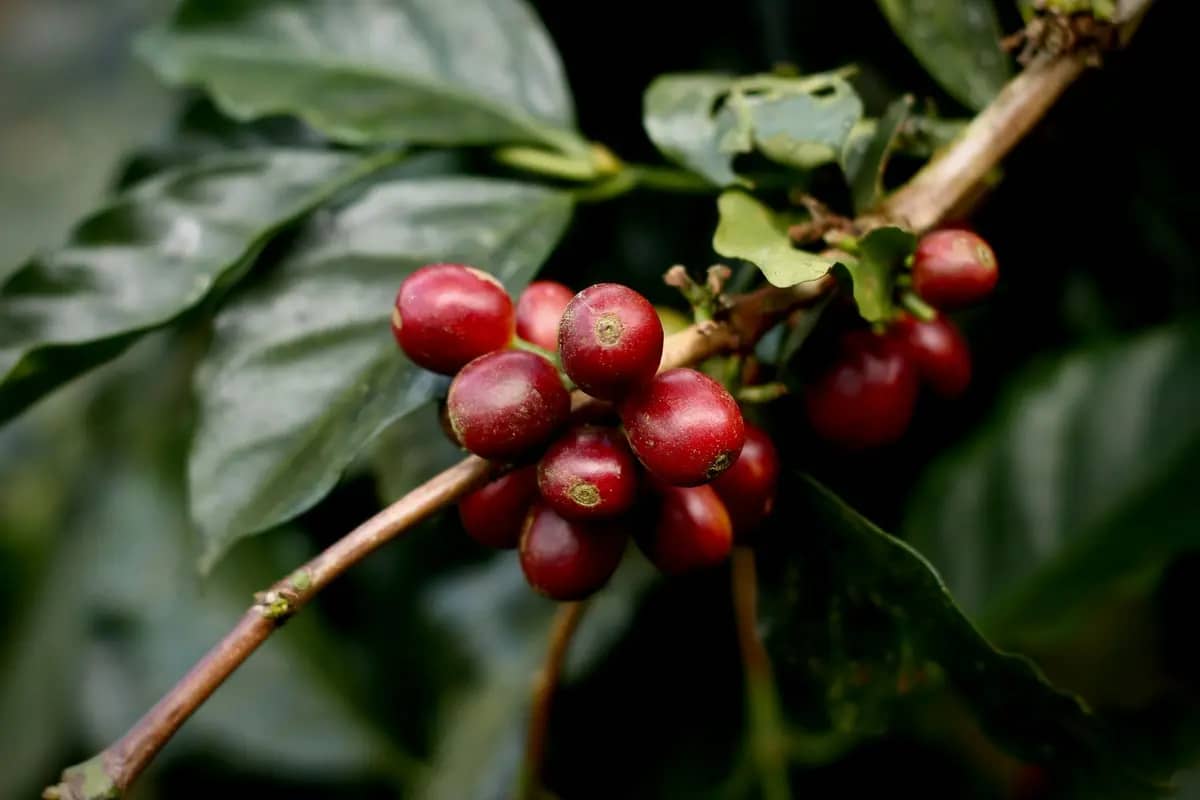 Ripe red coffee cherries on a branch at a coffee farm near Da Lat