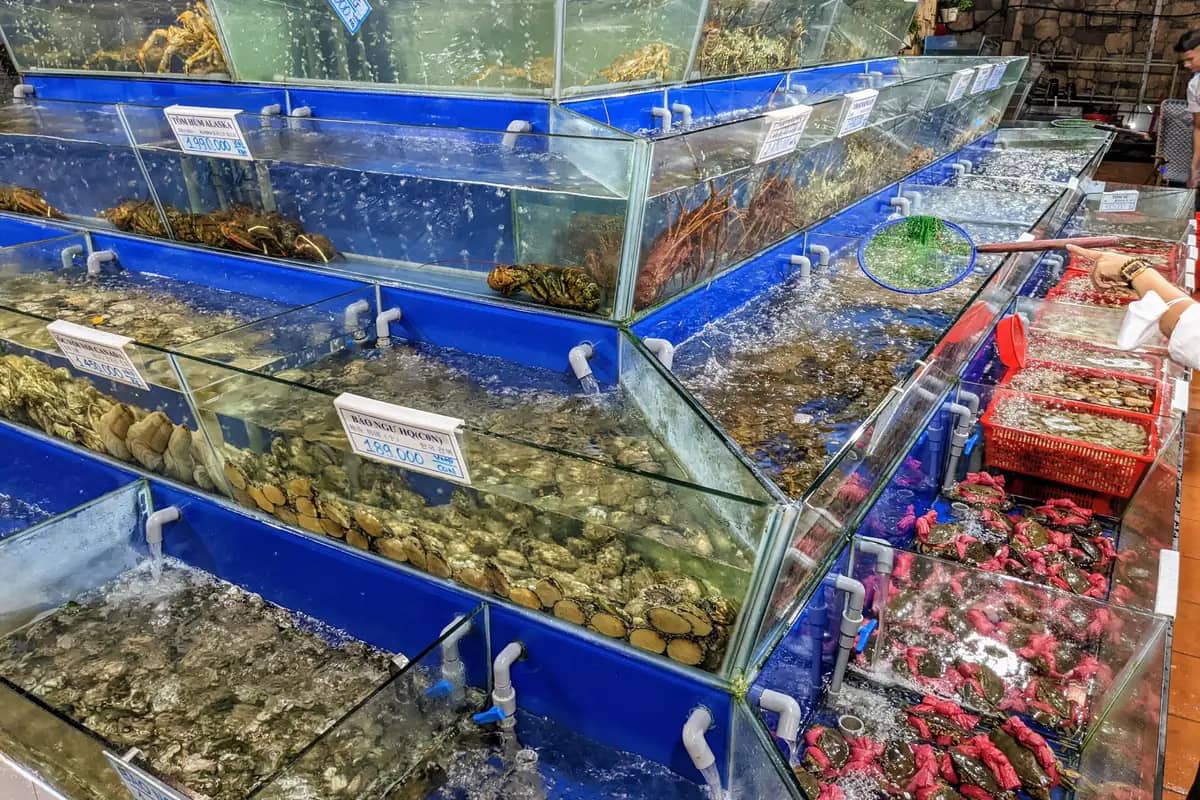 Tanks of live shellfish, crabs and fish stacked along a Da Nang seafood restaurant