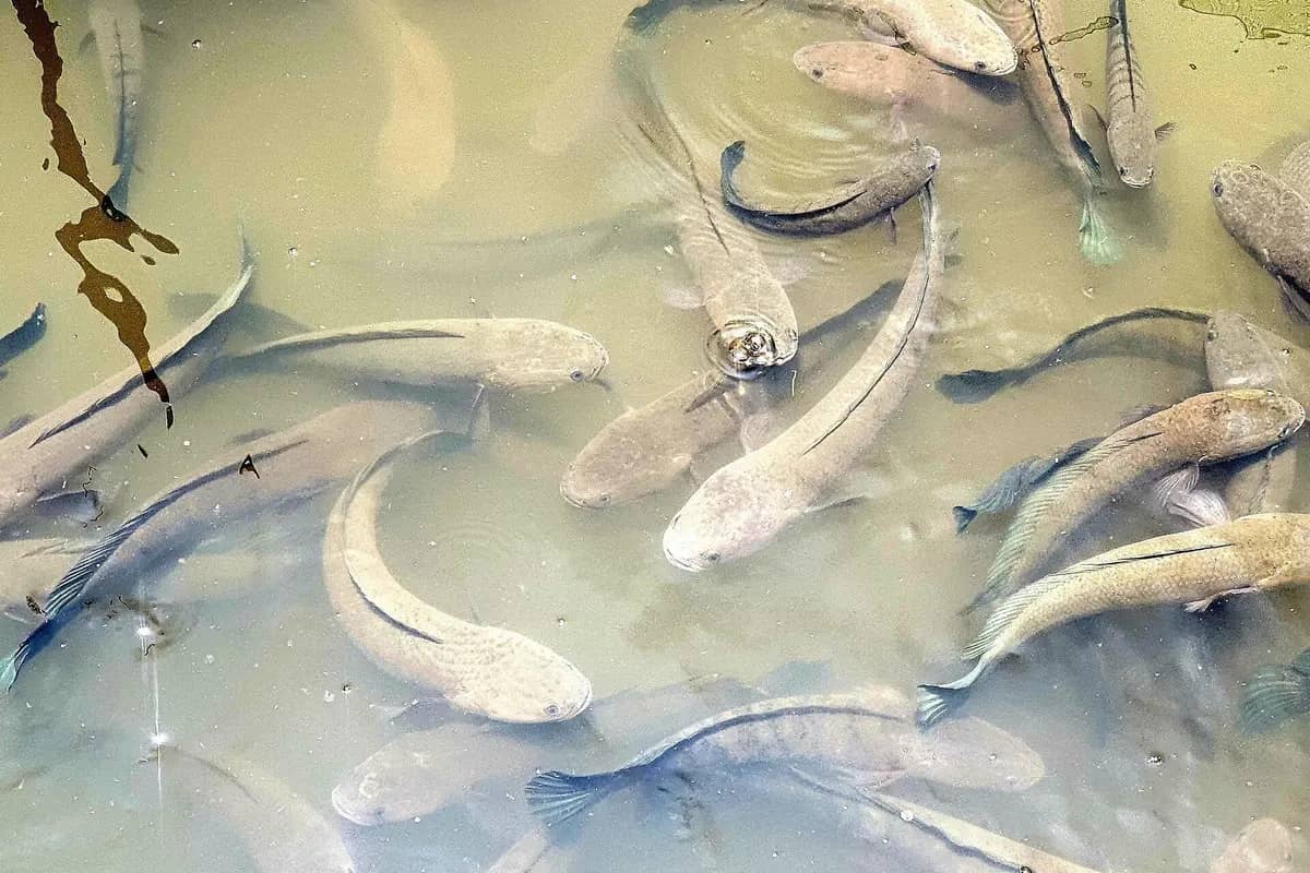 Snakehead fish crowding a pond on Con Son islet