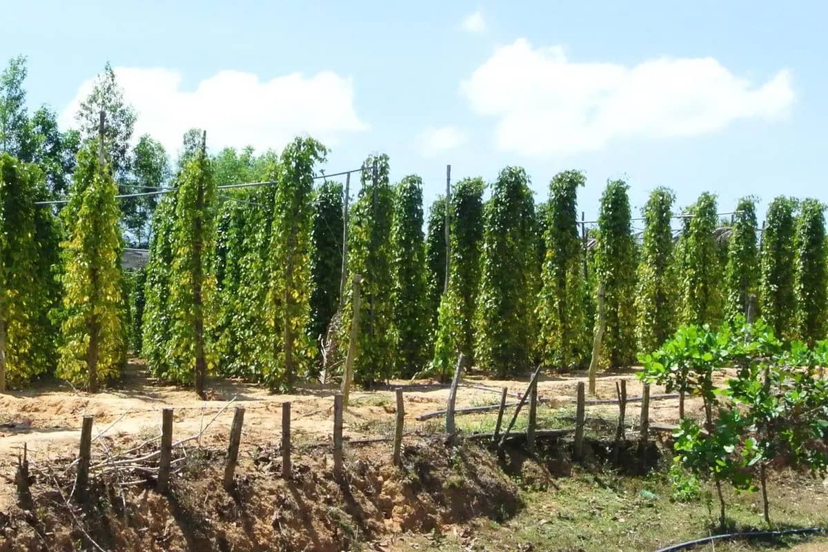 Rows of pepper vines on tall posts at a pepper garden on Phu Quoc