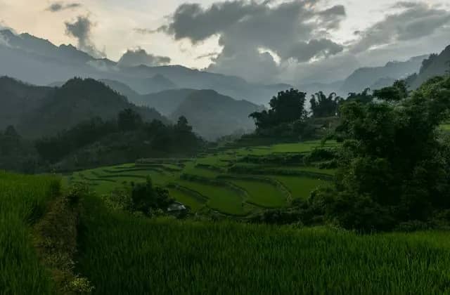 Green rice terraces in a valley below misty mountains near Sa Pa