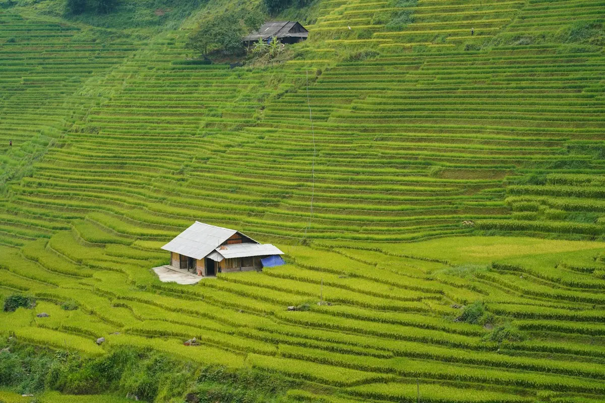 Bright green stepped rice terraces climbing a Sa Pa hillside, a small tin-roofed hut among the paddies