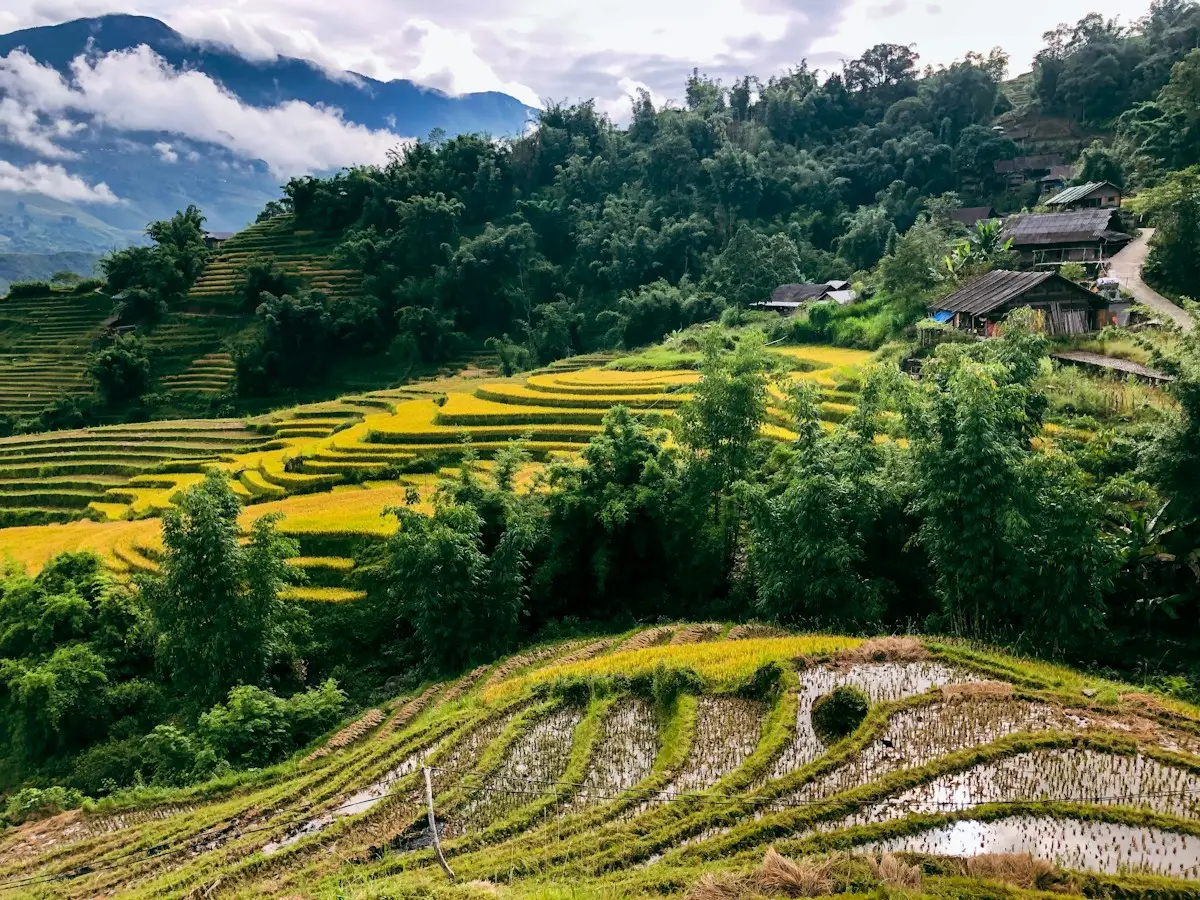 Yellow and green rice terraces below wooden houses on a forested Sa Pa hillside, cloud over the mountains