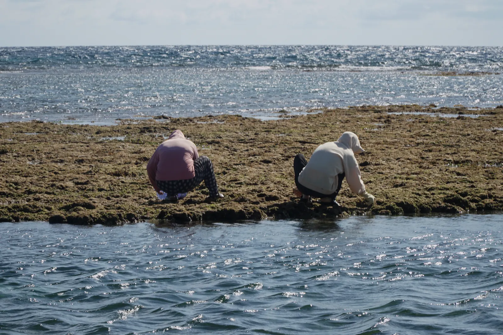 Two islanders gathering seafood on the reef uncovered by the low tide off Phu Quy