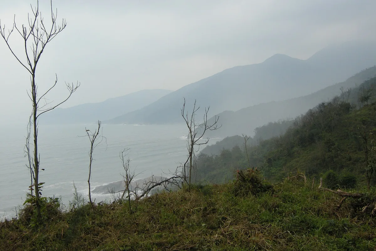 Looking down from the Hai Van Pass through bare branches to a misty bay and layers of mountains