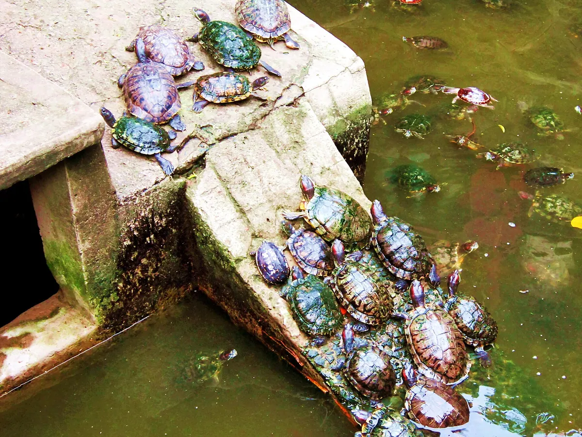 Dozens of turtles climbing on a mossy stone ledge in a green pond