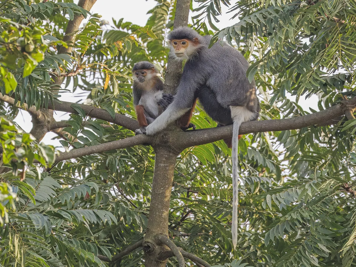 An adult red-shanked douc langur and a juvenile sitting on a branch in a tree on Son Tra