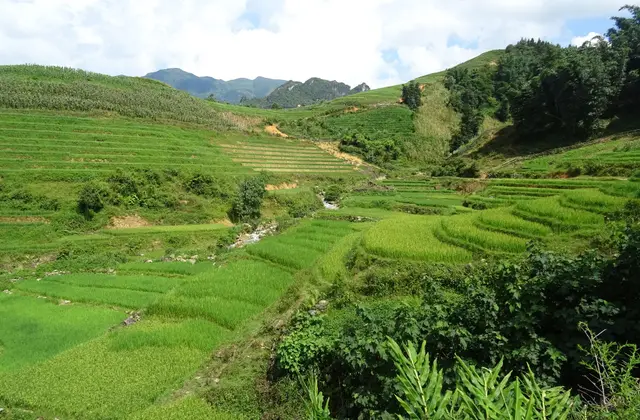 Green terraced rice fields folding into the hills near Sa Pa